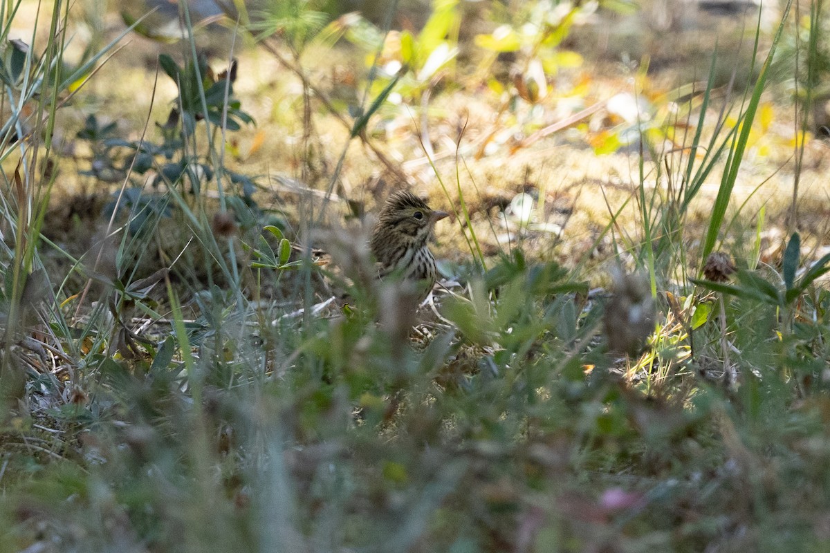 American Pipit - ML646829936