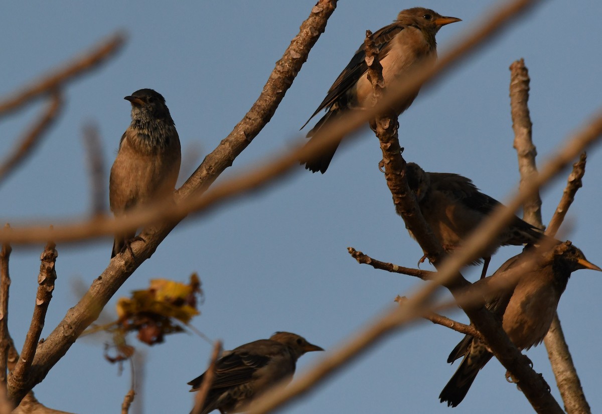 Rosy Starling - ML646829937
