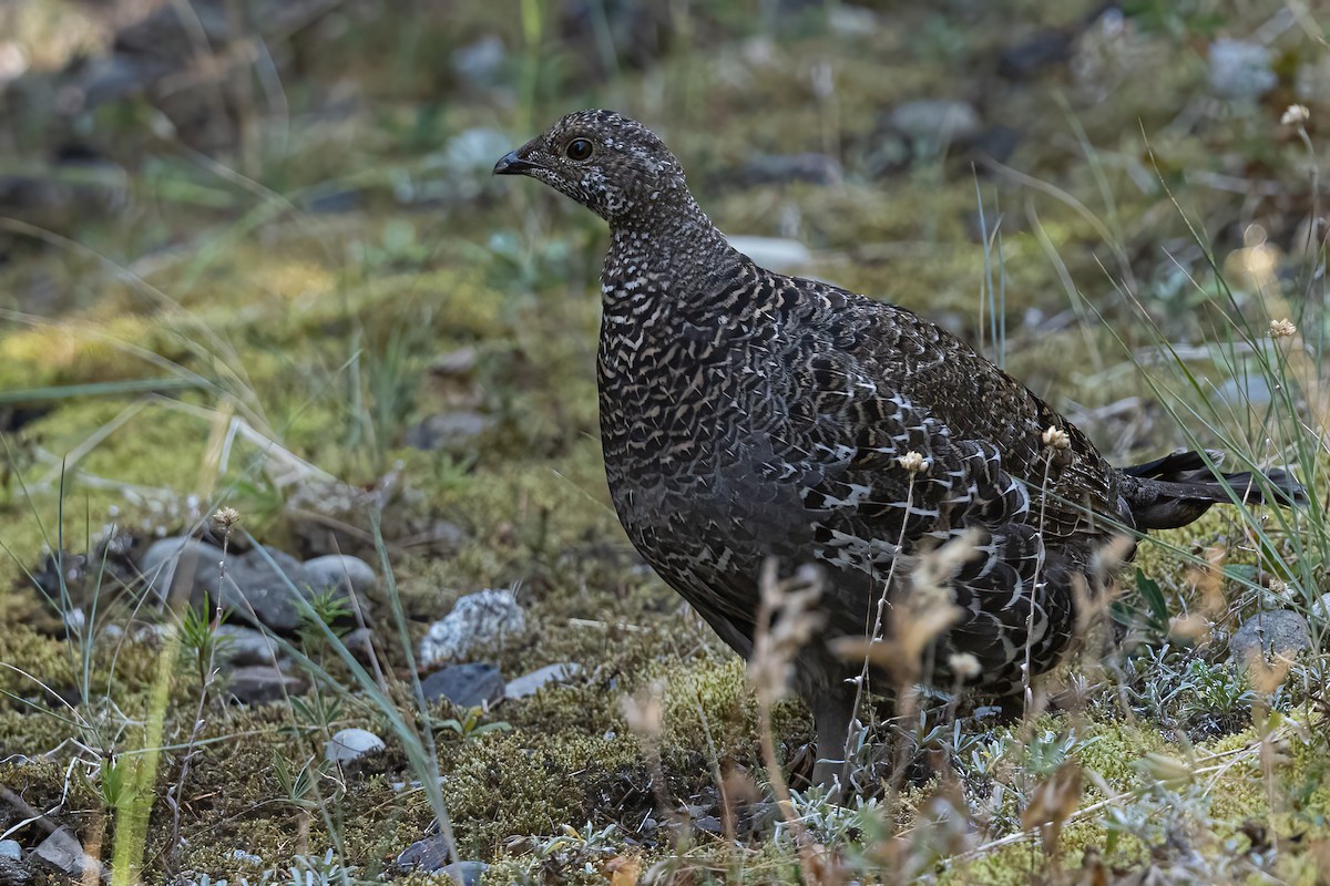 Sooty Grouse - ML646829938