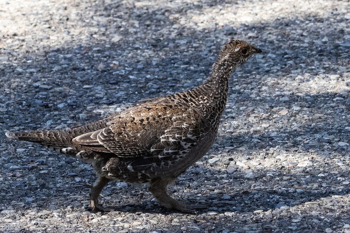 Sooty Grouse - ML646829941