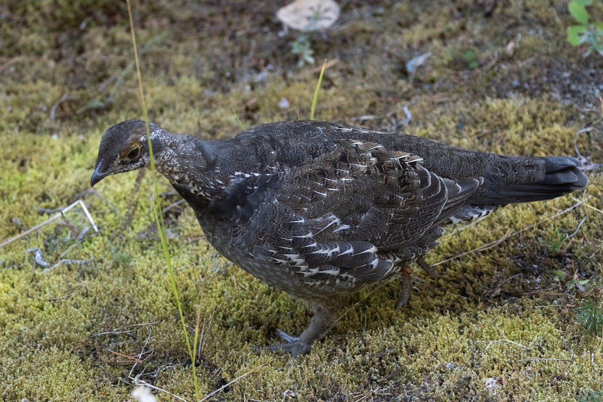 Sooty Grouse - ML646829942