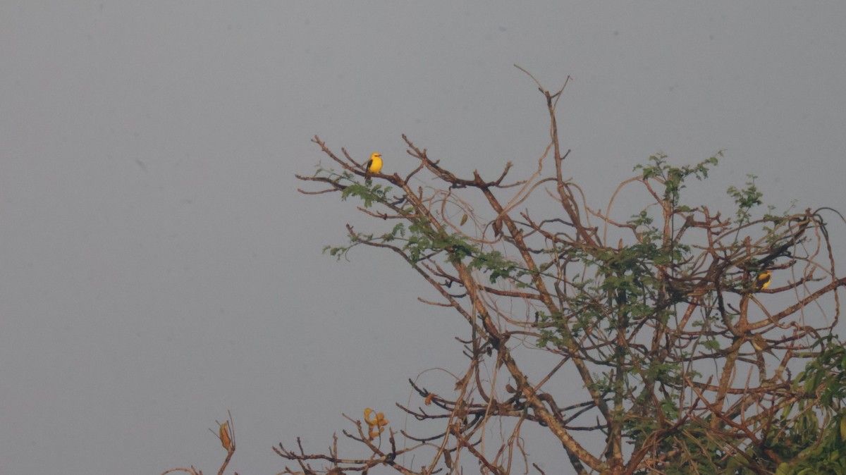 Oropéndola India - ML646829943