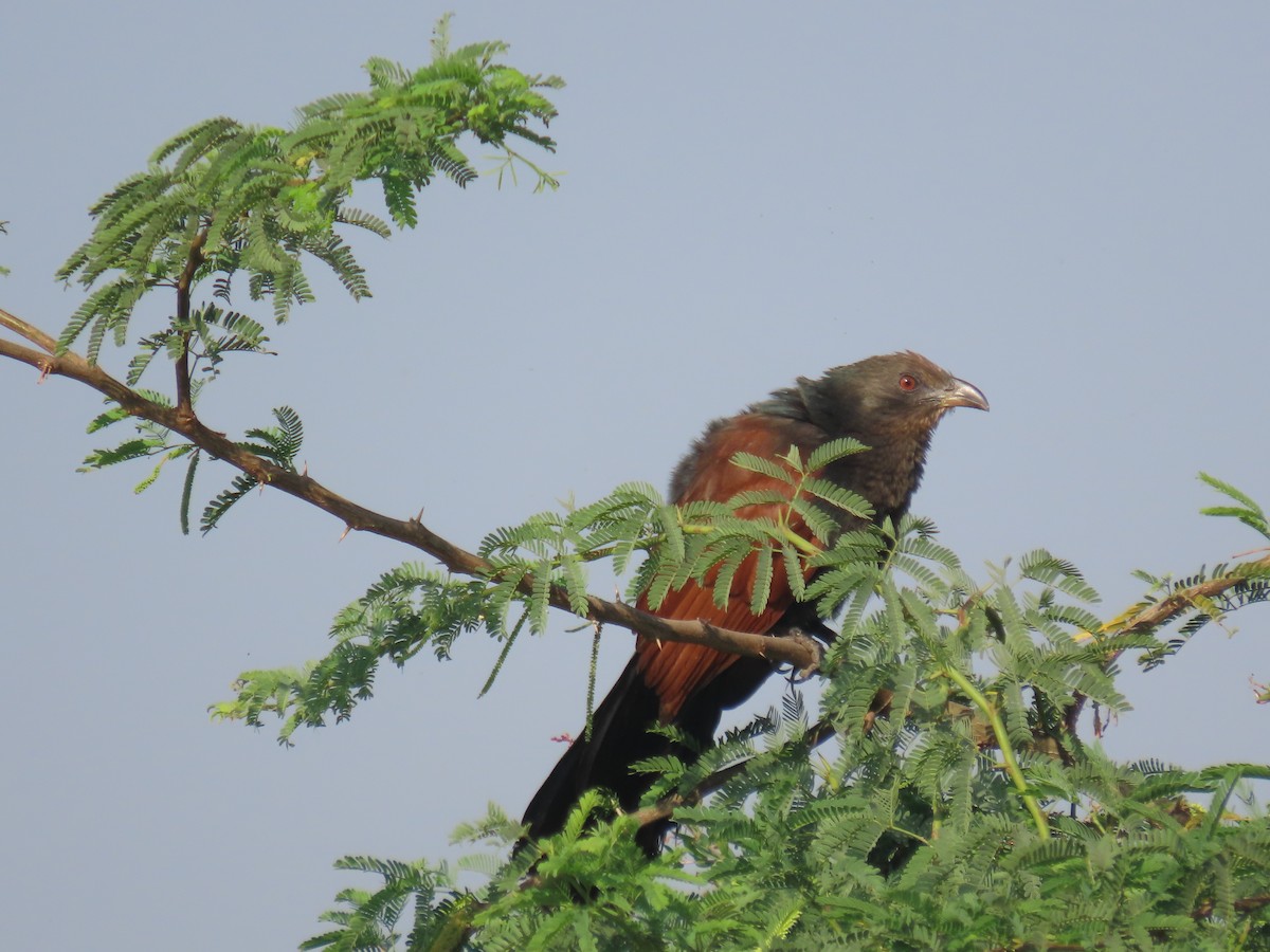 Greater Coucal - ML646829944