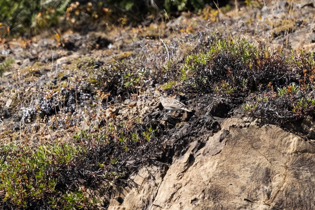 Horned Lark - ML646829945