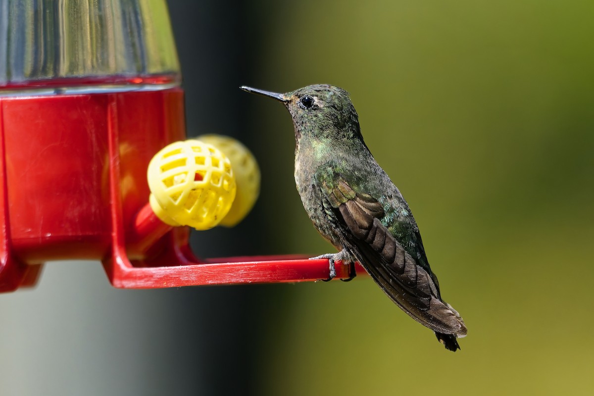 エメラルドテリオハチドリ - ML646829947