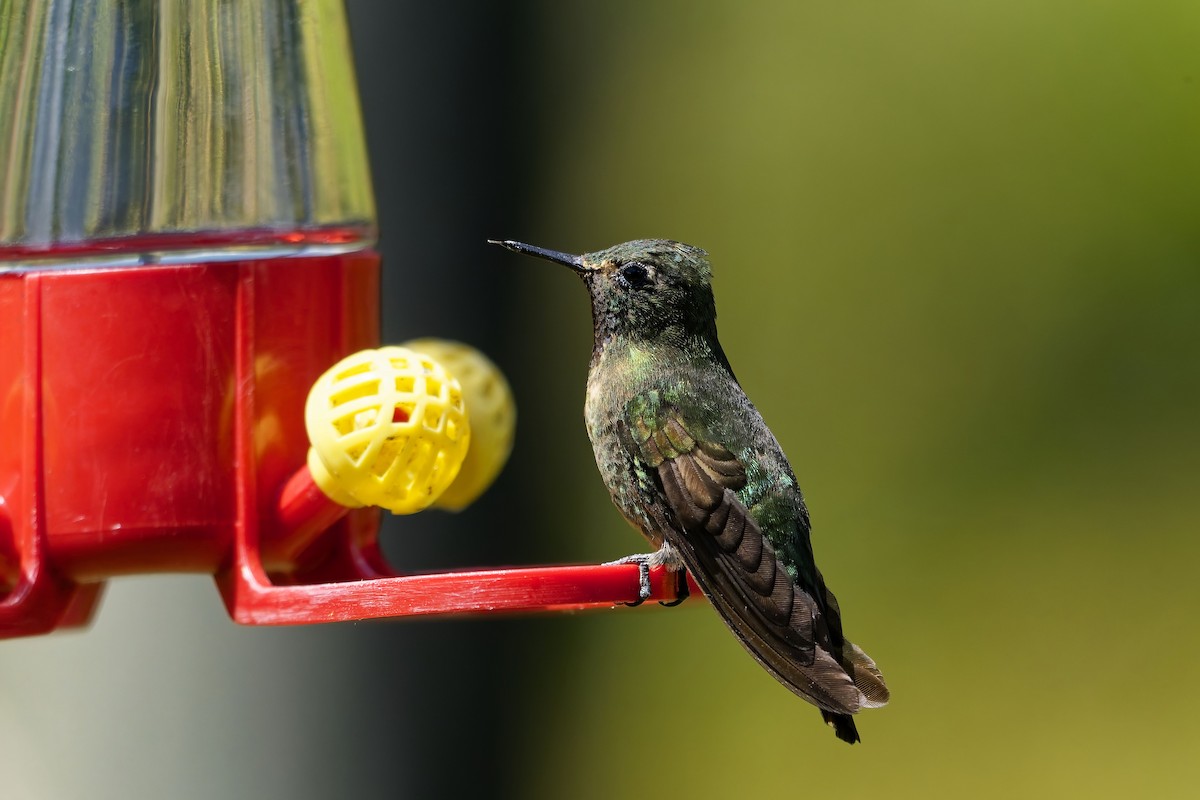 エメラルドテリオハチドリ - ML646829949