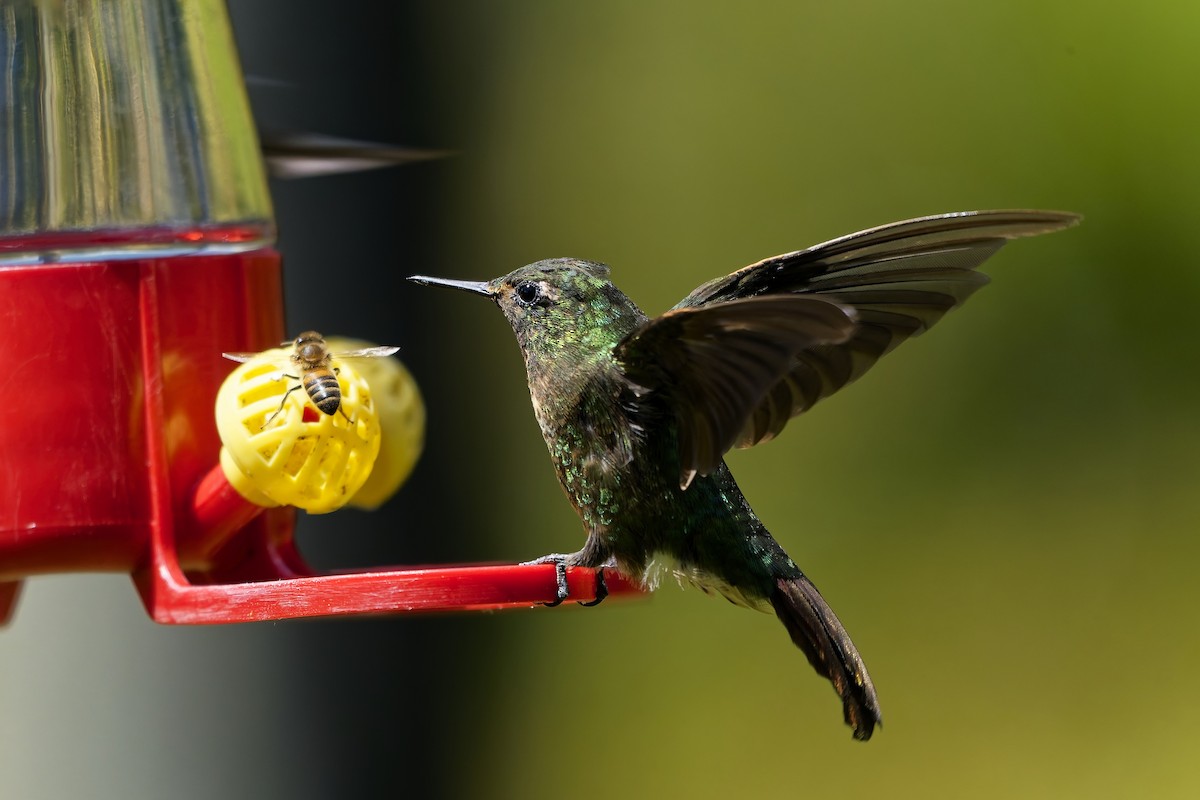 エメラルドテリオハチドリ - ML646829950