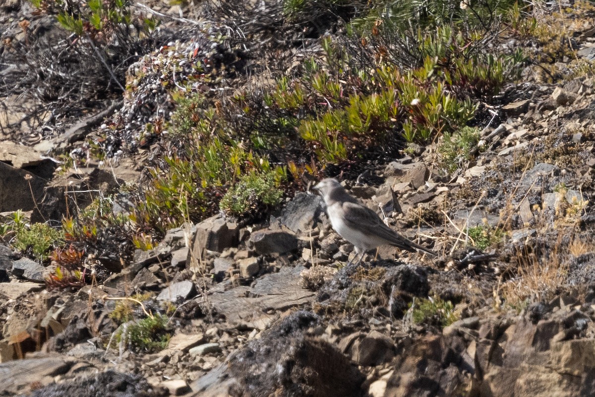 Horned Lark - ML646829951