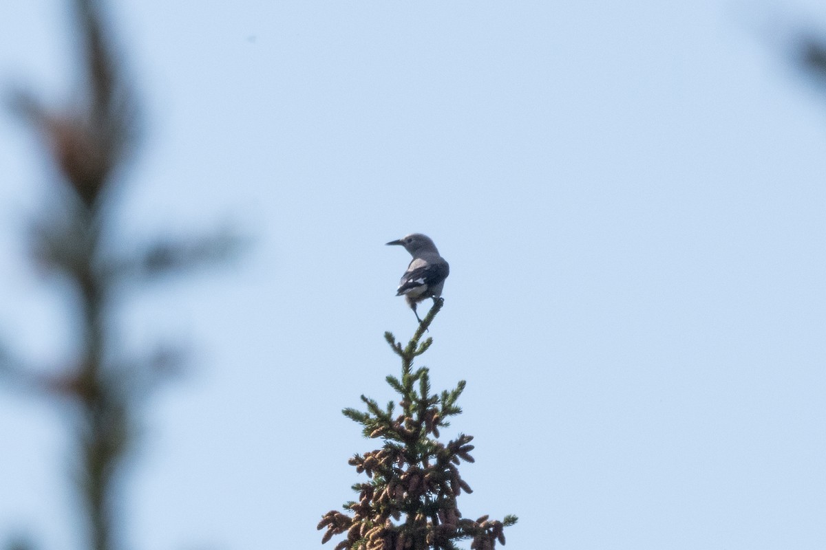Clark's Nutcracker - ML646829954