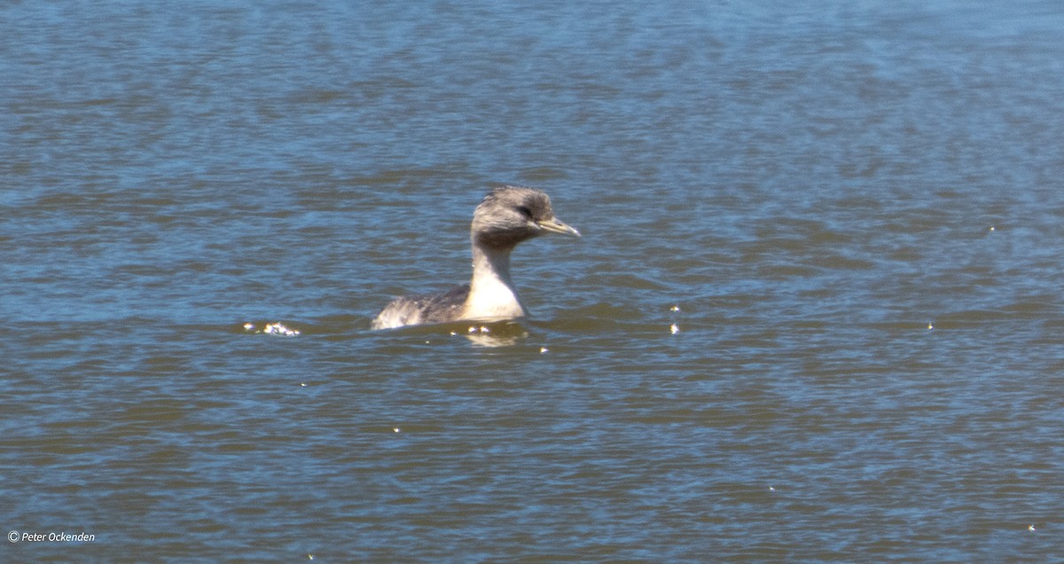 Zampullín Canoso - ML646829955