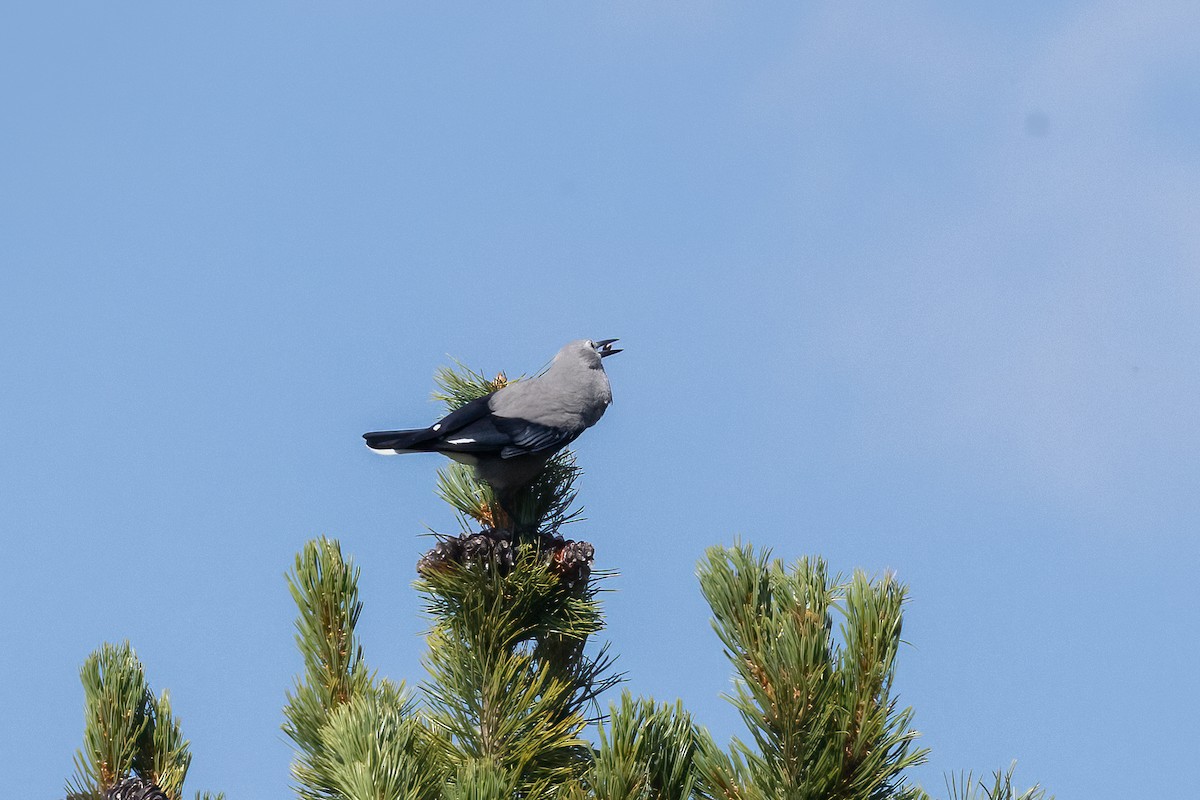 Clark's Nutcracker - ML646829956