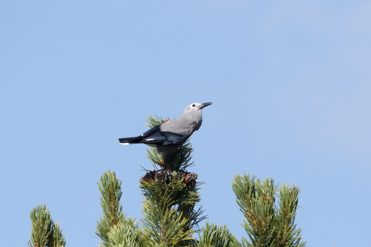 Clark's Nutcracker - ML646829957