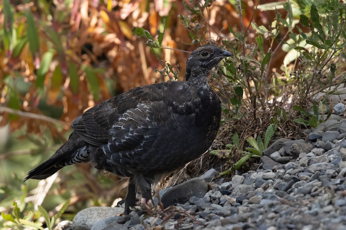 Spruce Grouse - ML646829959