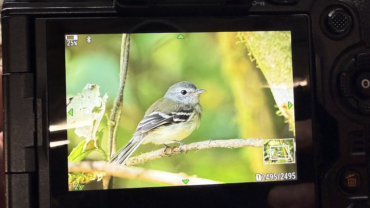 Mosquero Pechigrís - ML646829960