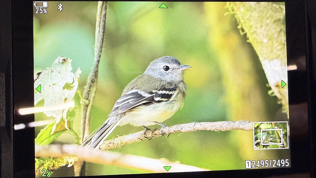 Mosquero Pechigrís - ML646829961