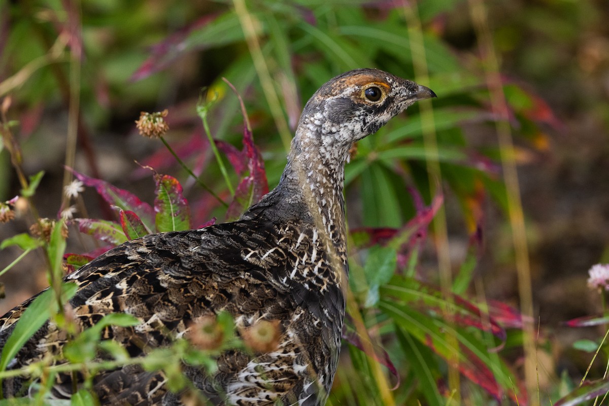 Spruce Grouse - ML646829962