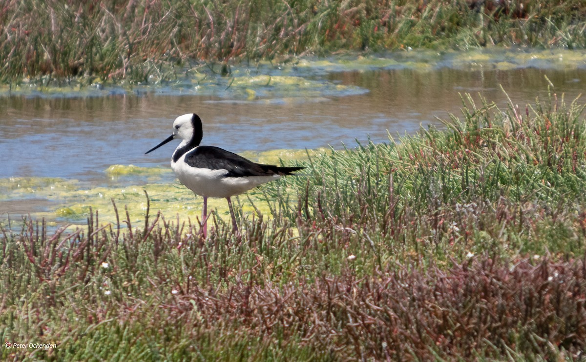 黑領高蹺鴴 - ML646829963