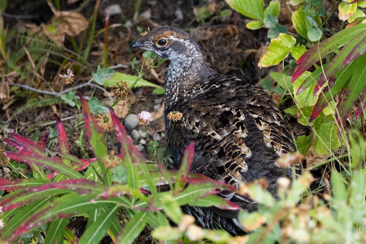 Spruce Grouse - ML646829965