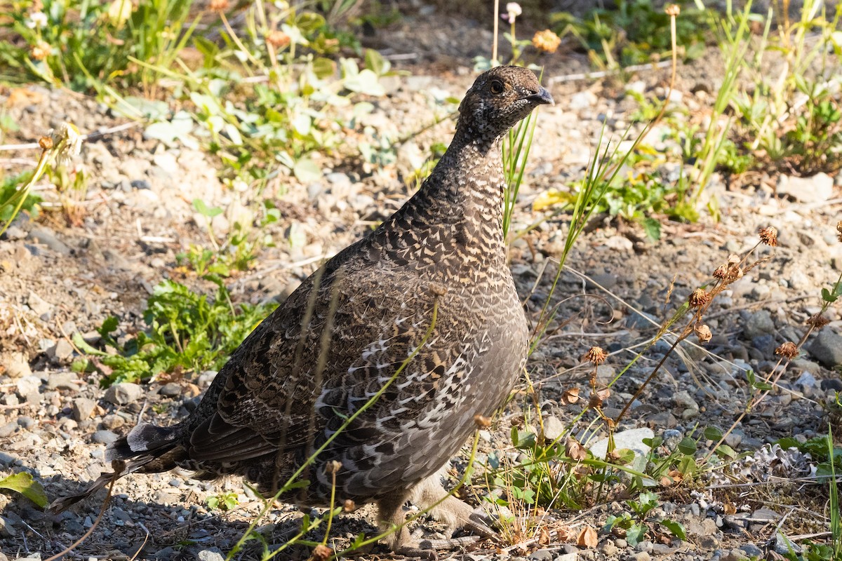 Spruce Grouse - ML646829966