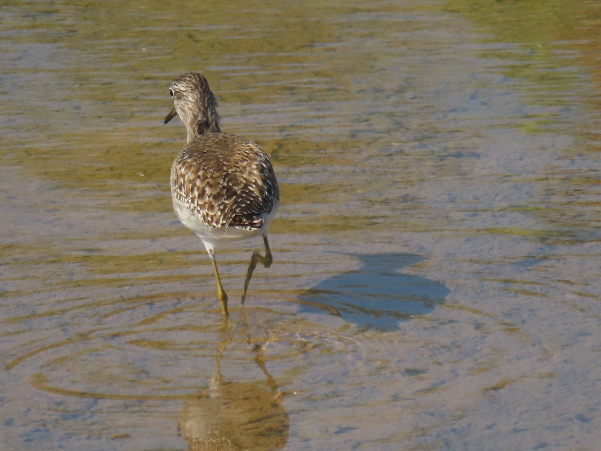 vodouš bahenní - ML646829967