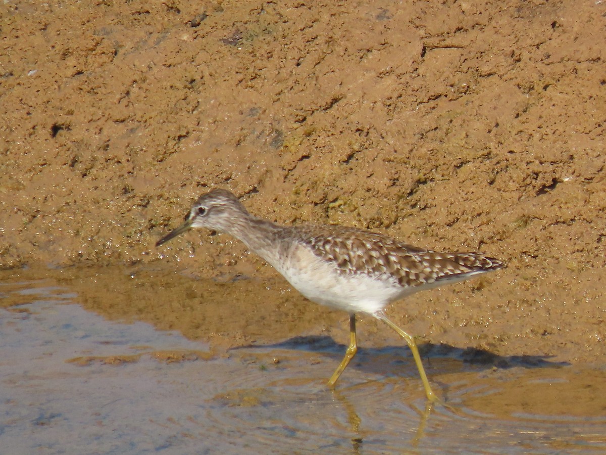 vodouš bahenní - ML646829968