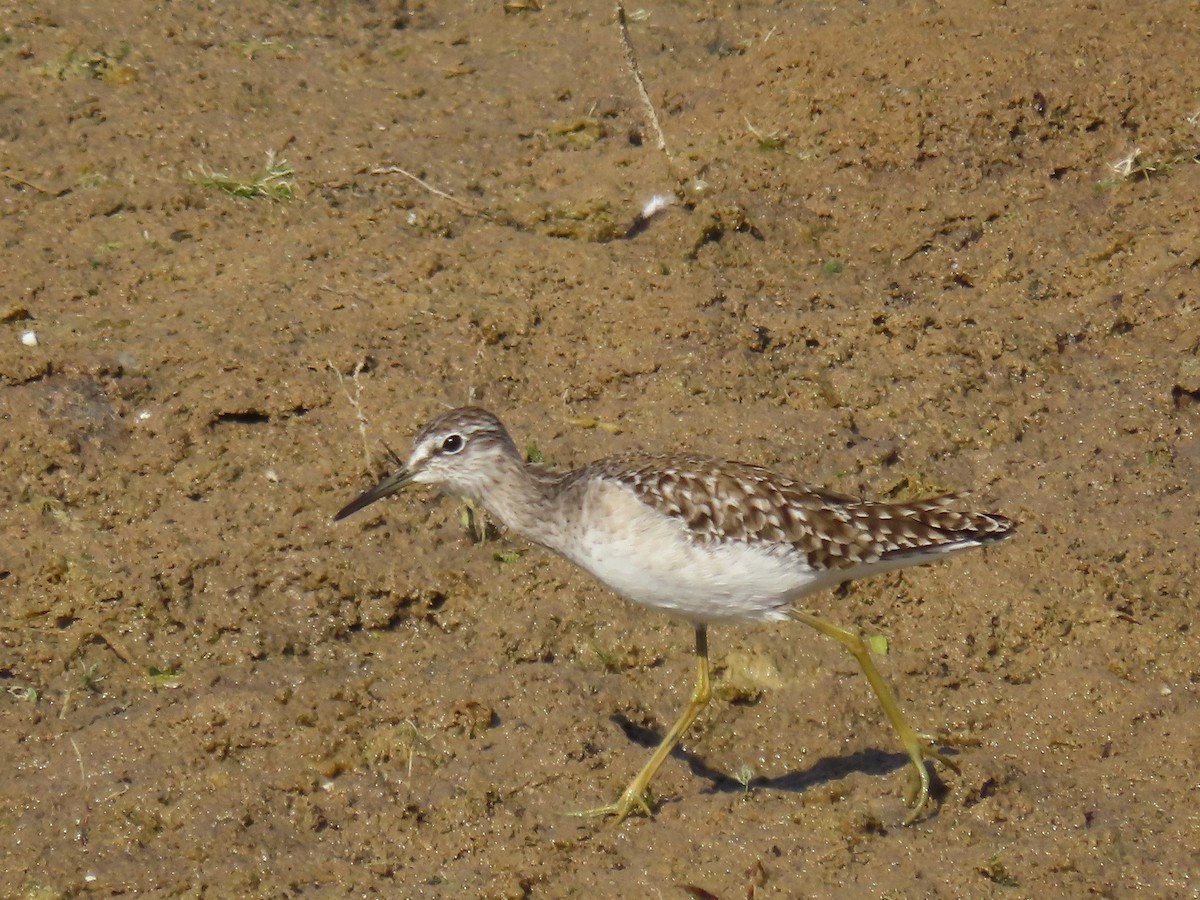 vodouš bahenní - ML646829969