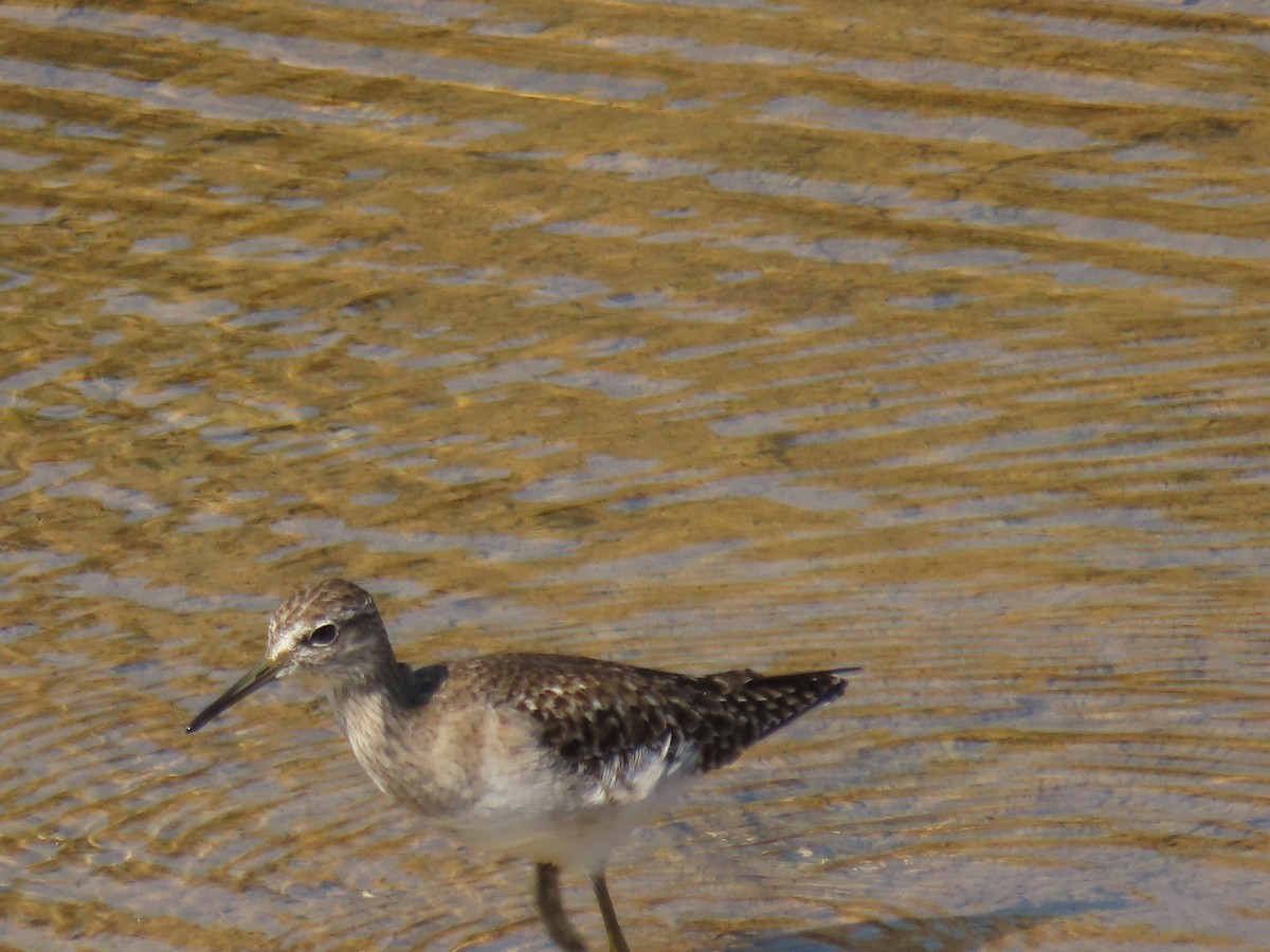 vodouš bahenní - ML646829970