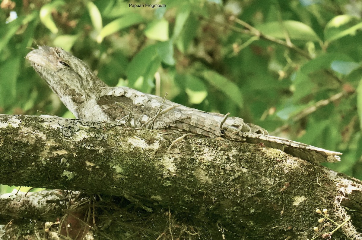 Podargo Papú - ML646829971