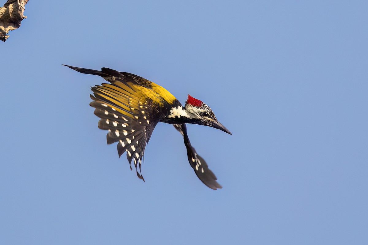 Дзьобак чорногузий - ML646829972