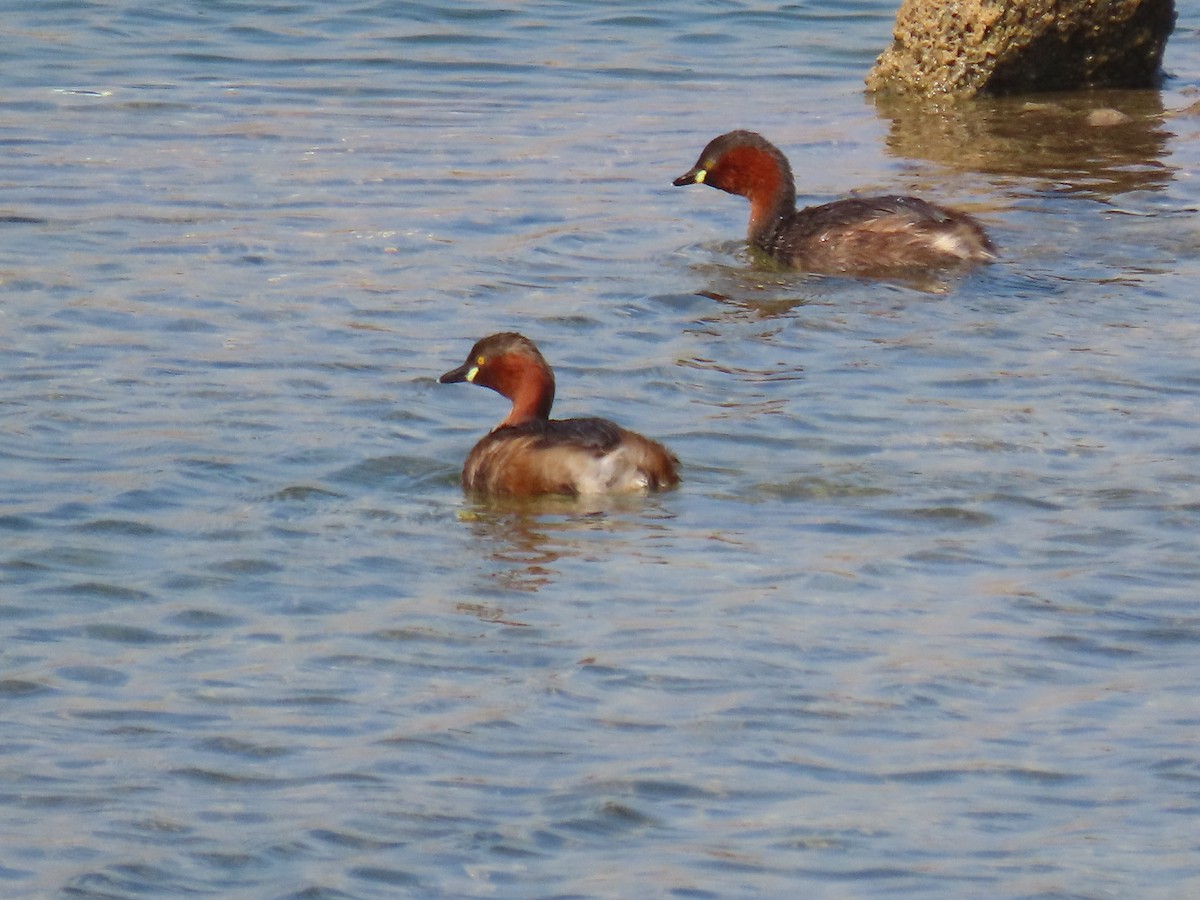 Little Grebe - ML646829975