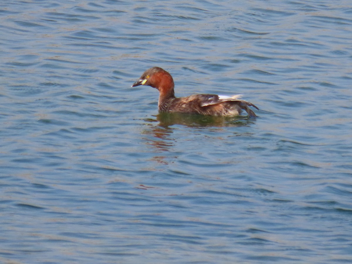 Little Grebe - ML646829976