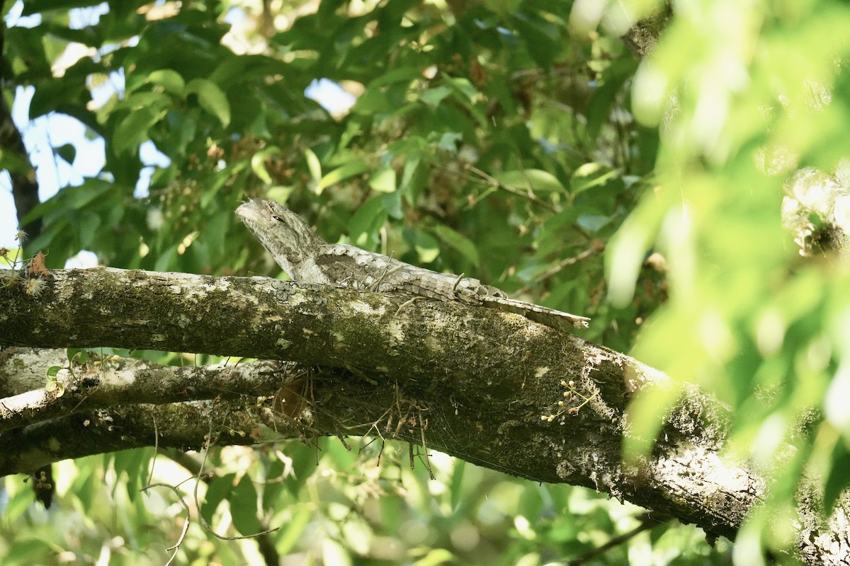 Podargo Papú - ML646829978