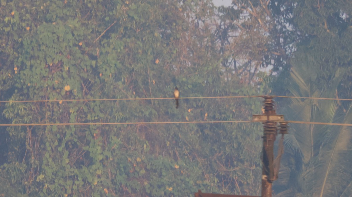 Críalo Blanquinegro - ML646829979