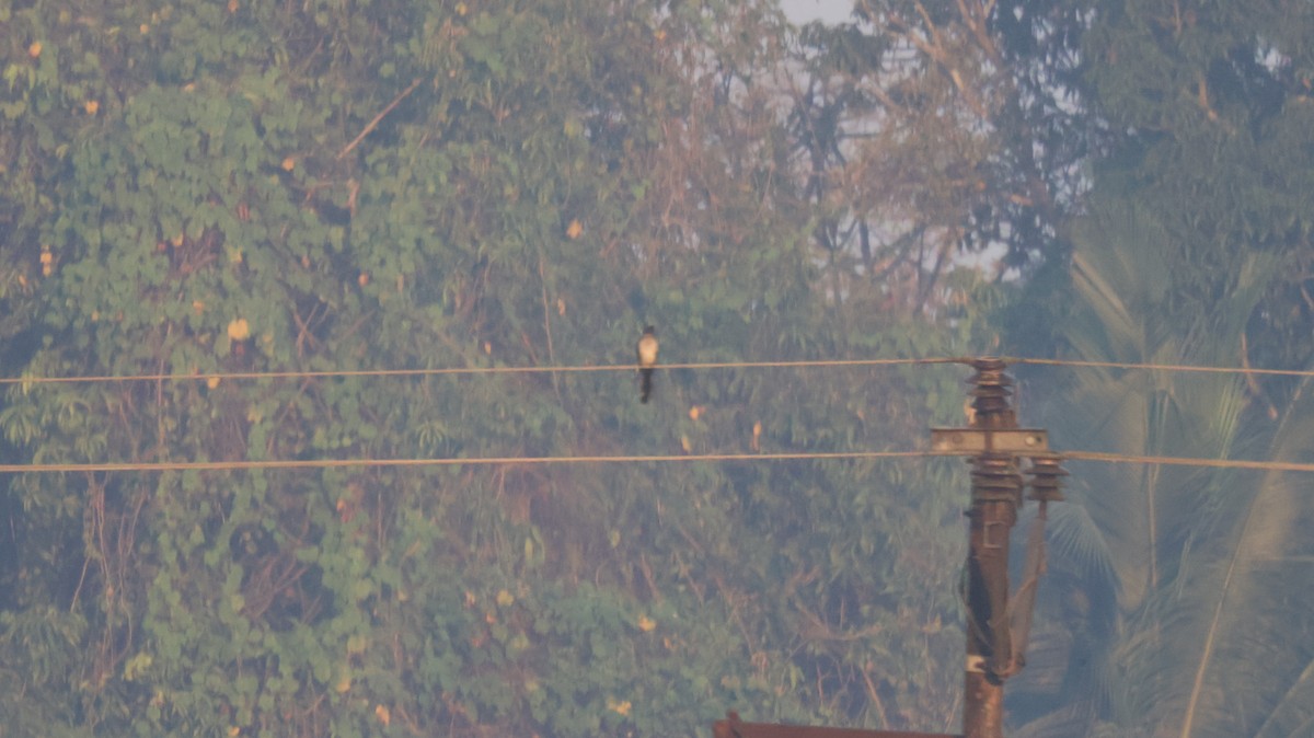 Críalo Blanquinegro - ML646829980