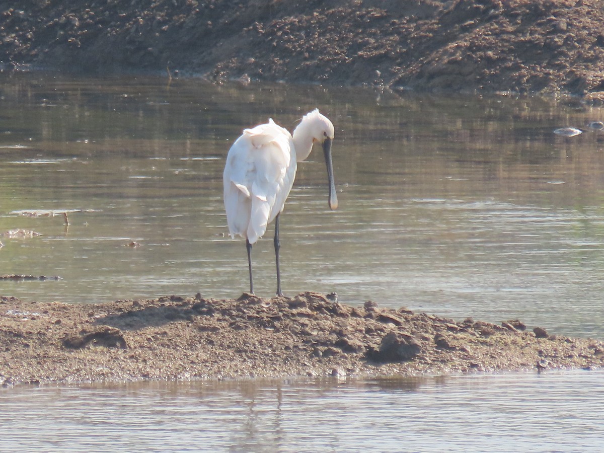 Eurasian Spoonbill - ML646829982
