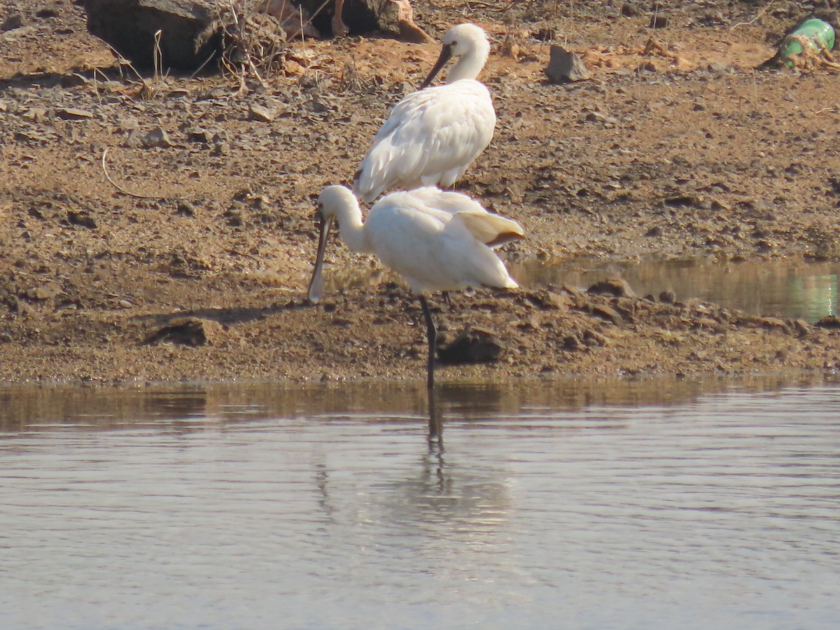 Eurasian Spoonbill - ML646829983