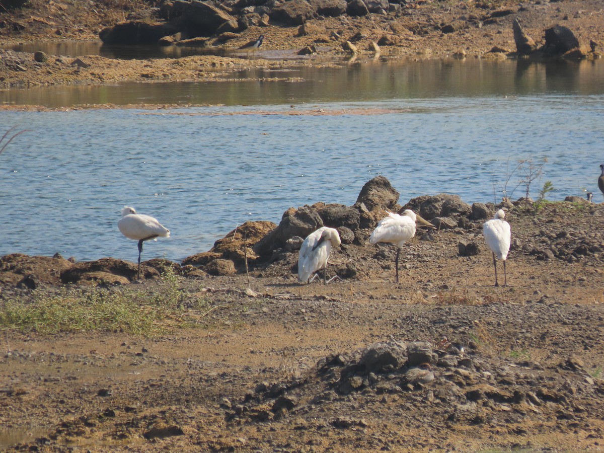 Eurasian Spoonbill - ML646829984