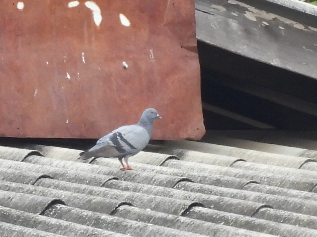 Kaya Güvercini (evcil tip) - ML646829985