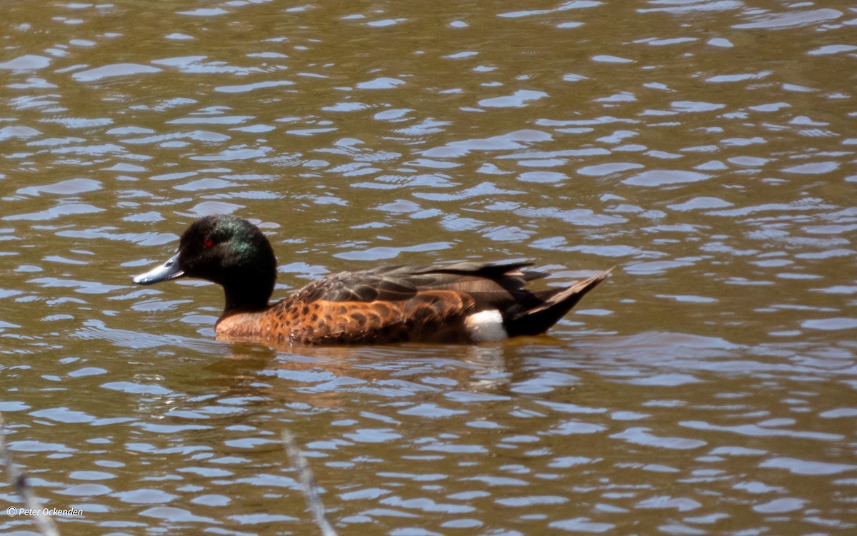 Chestnut Teal - ML646829986