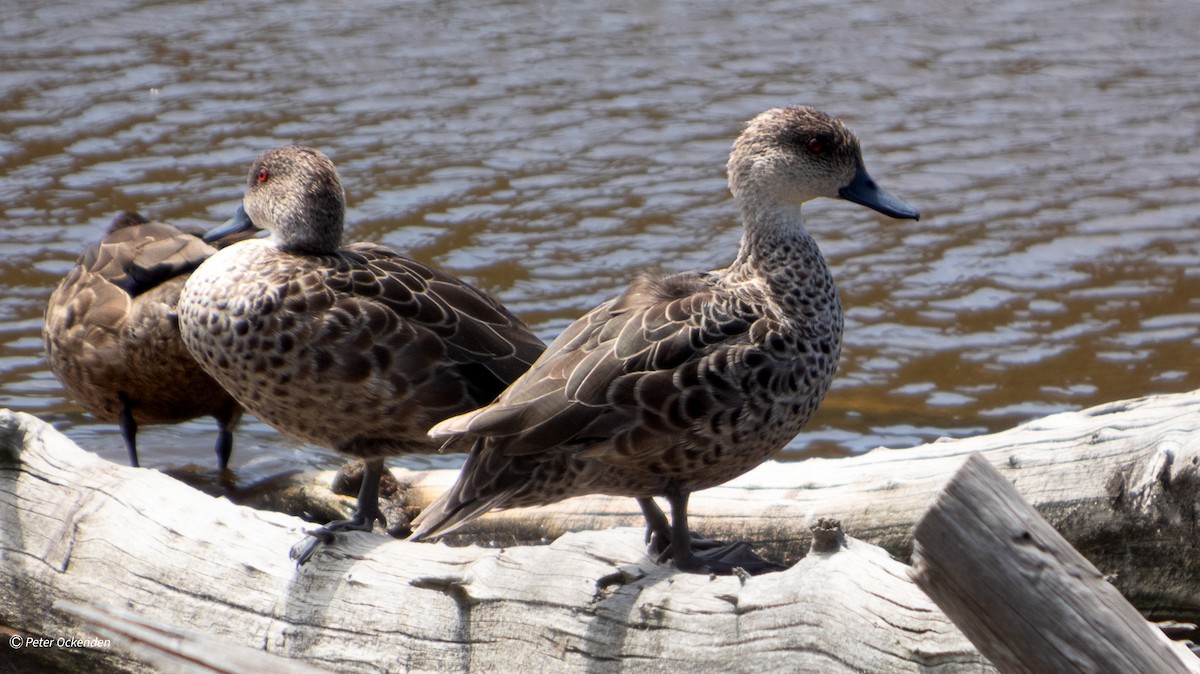 Gray Teal - ML646829987