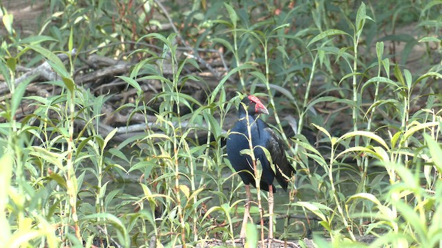 Australasian Swamphen - ML646829988