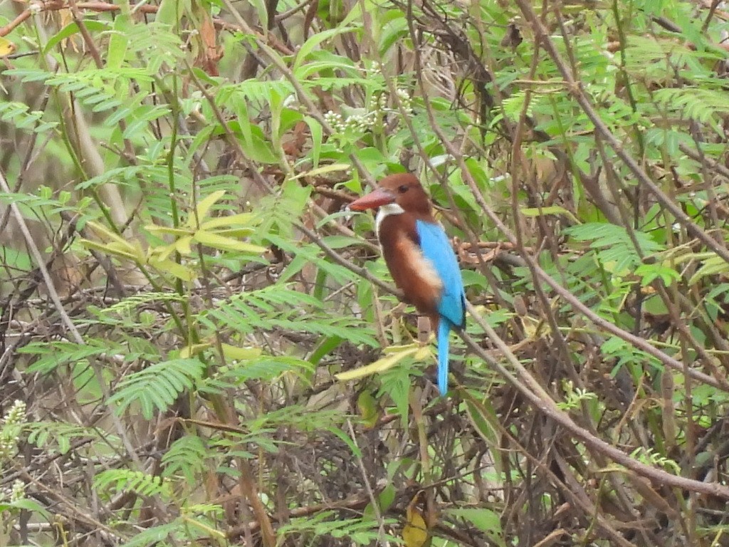 İzmir Yalıçapkını - ML646829989