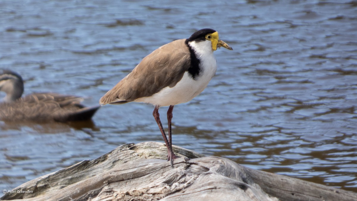 Masked Lapwing - ML646829992