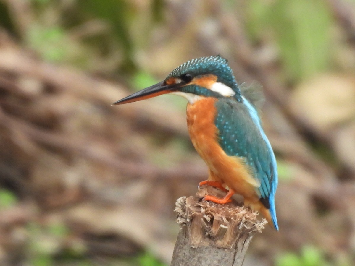 Yalıçapkını - ML646829994