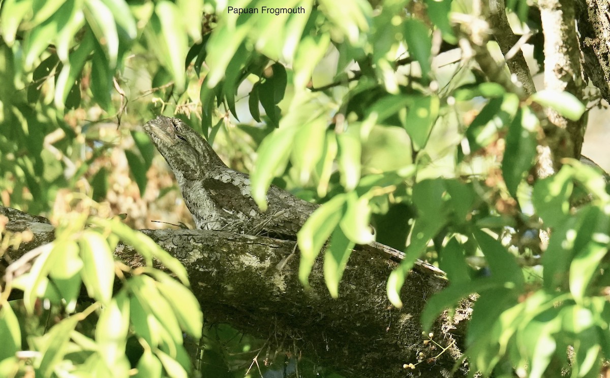 Podargo Papú - ML646829996