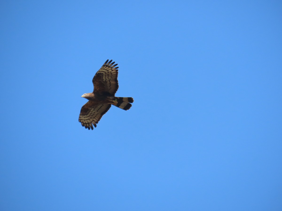 Oriental Honey-buzzard - ML646829997