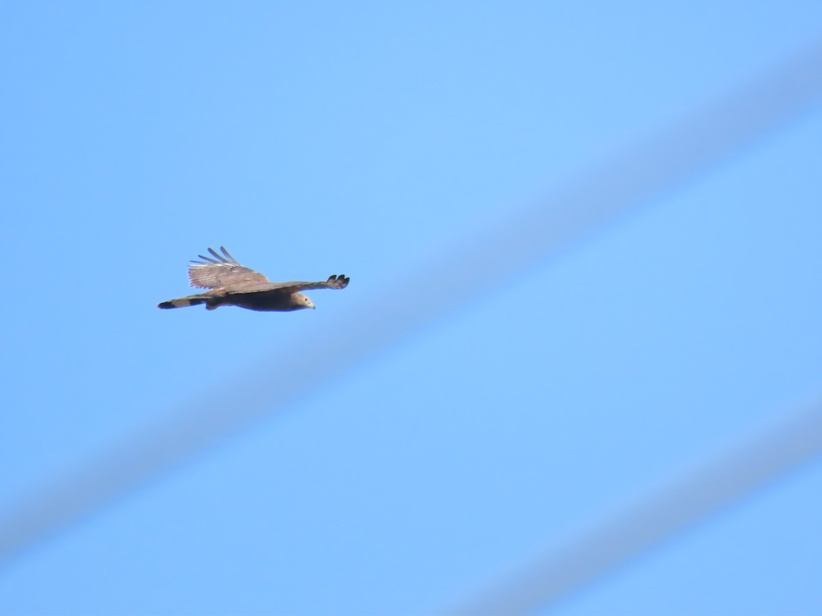 Oriental Honey-buzzard - ML646829998