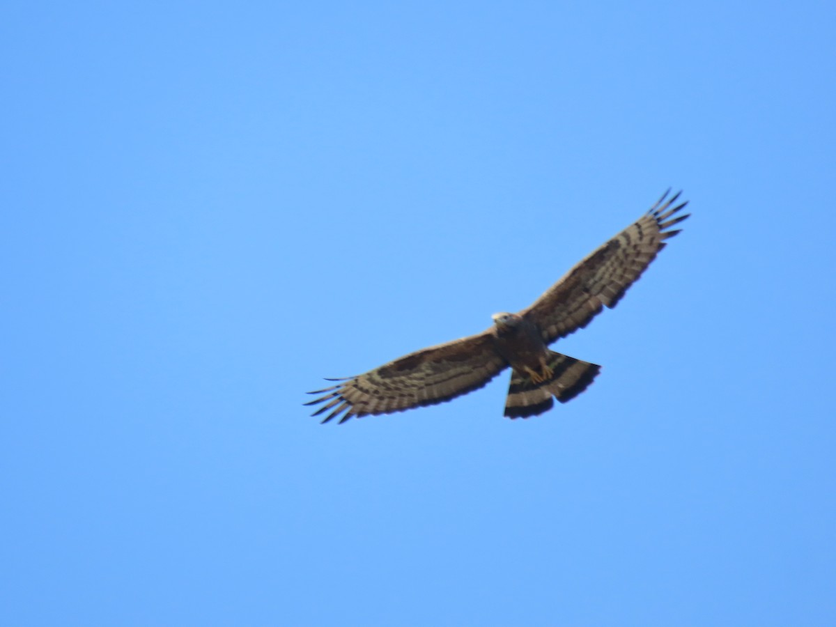 Oriental Honey-buzzard - ML646829999