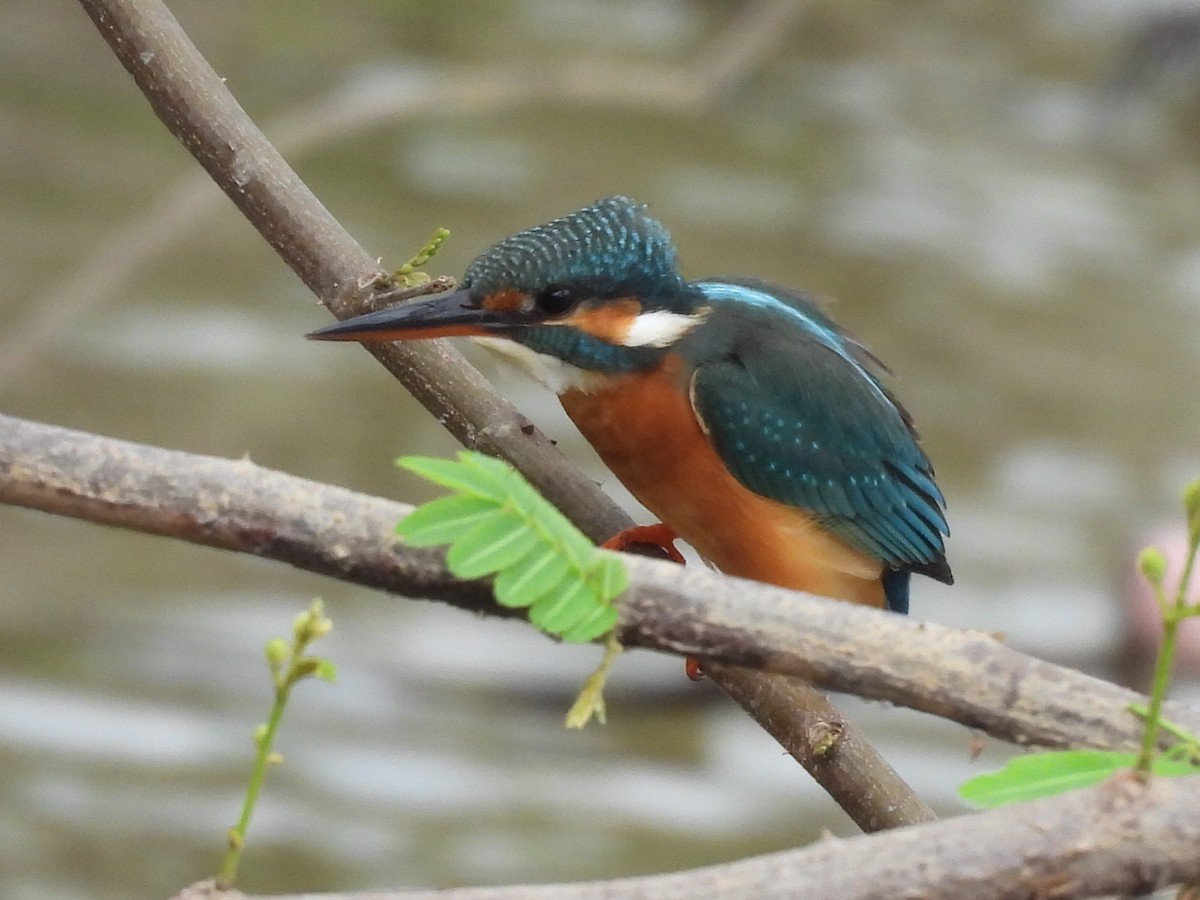 Yalıçapkını - ML646830000