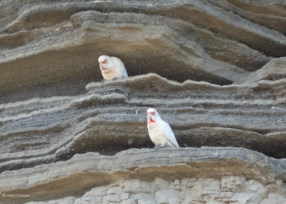 Long-billed Corella - ML646830003